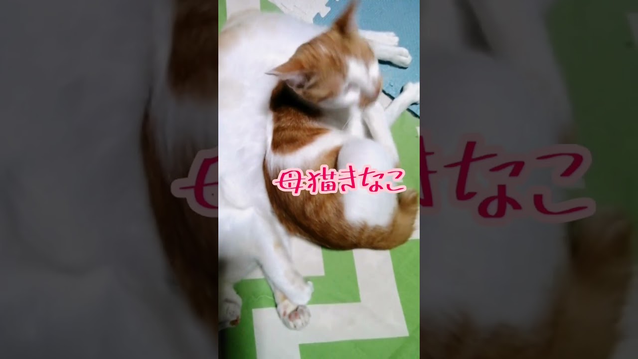 【ねこ動画】仲良くおねんね中だけど…🐱 #shorts #猫 #ねこ親子