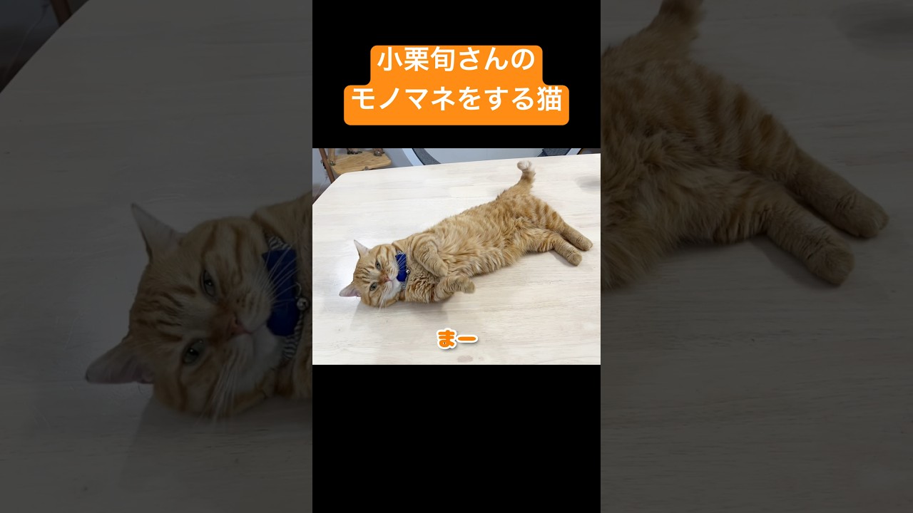 小栗旬さんのモノマネをする猫 #猫 #マンチカン #shorts