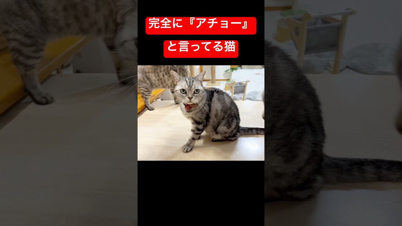 完全に『アチョー！』と言ってる猫 #アメリカンショートヘア #shorts