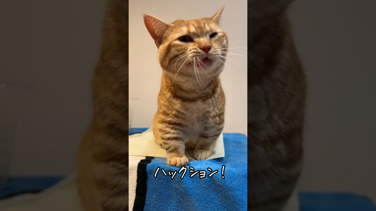 くしゃみする短足マンチカンがかわいい #茶トラ #猫 #ねこ #cat #マンチカン #くしゃみ