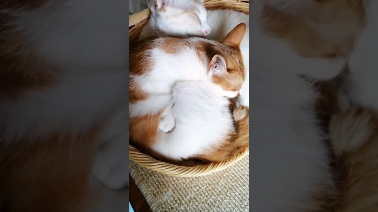 【ねこ動画】このお手てはだれのかな？ #shorts #猫 #ねこ親子