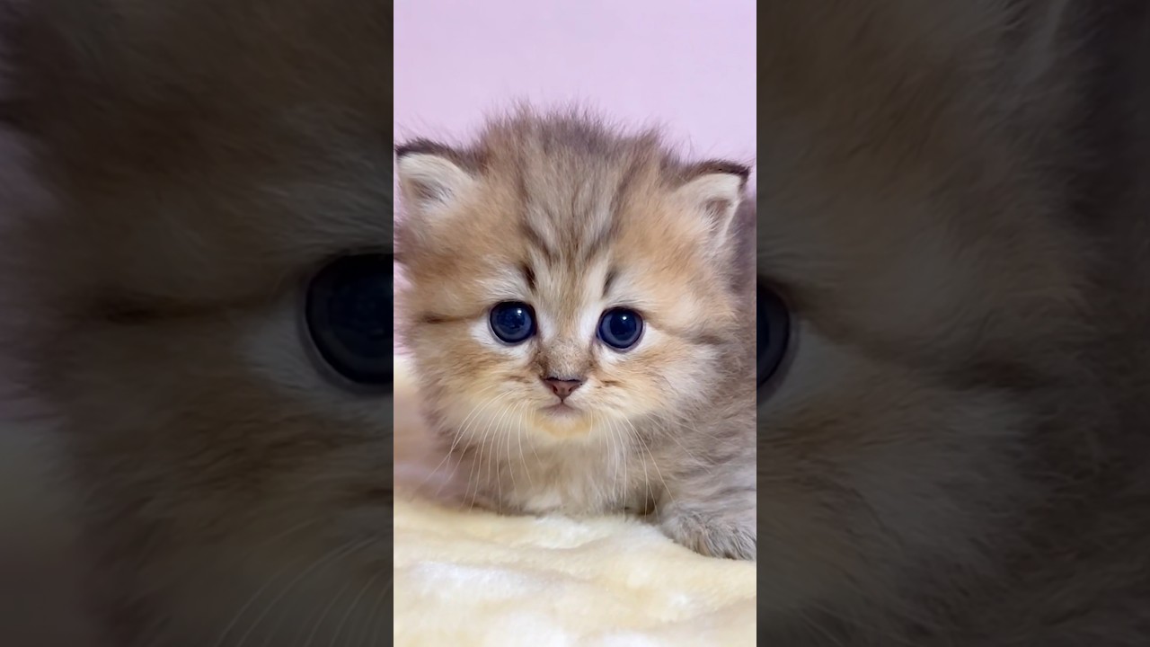 #shorts #ミヌエット #マンチカン #子猫