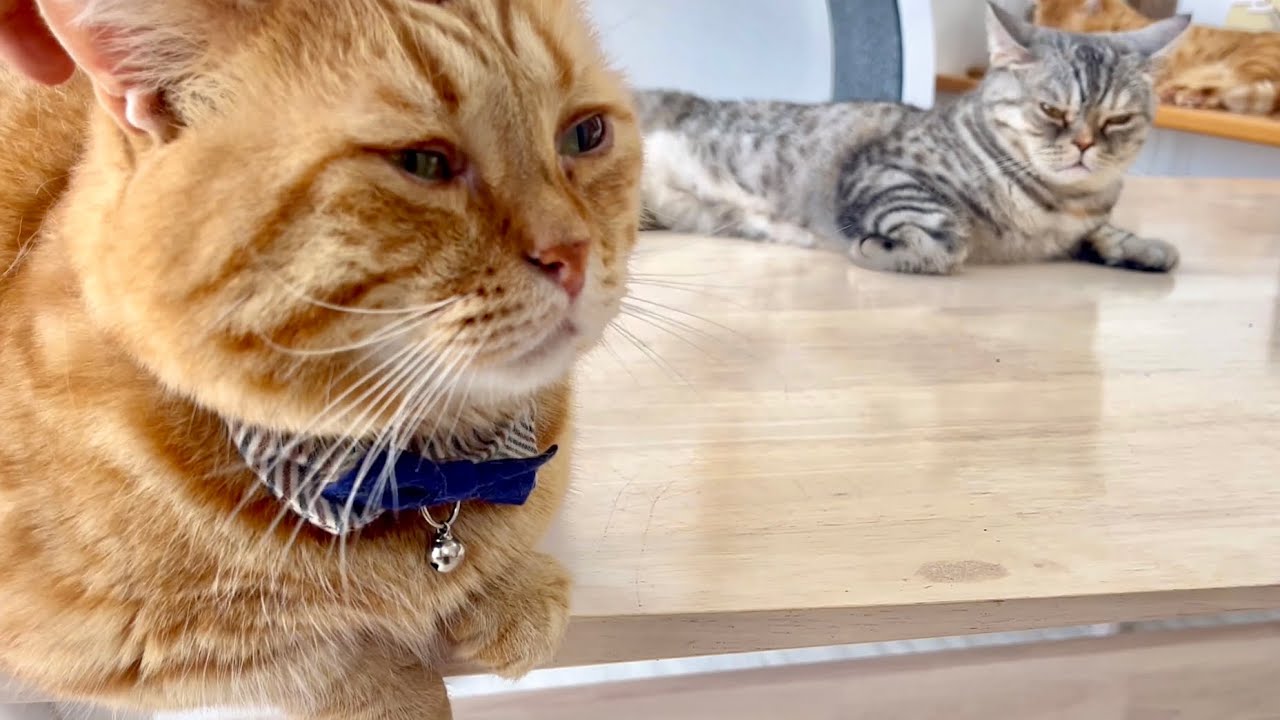 妻と僕。 #猫 #マンチカン