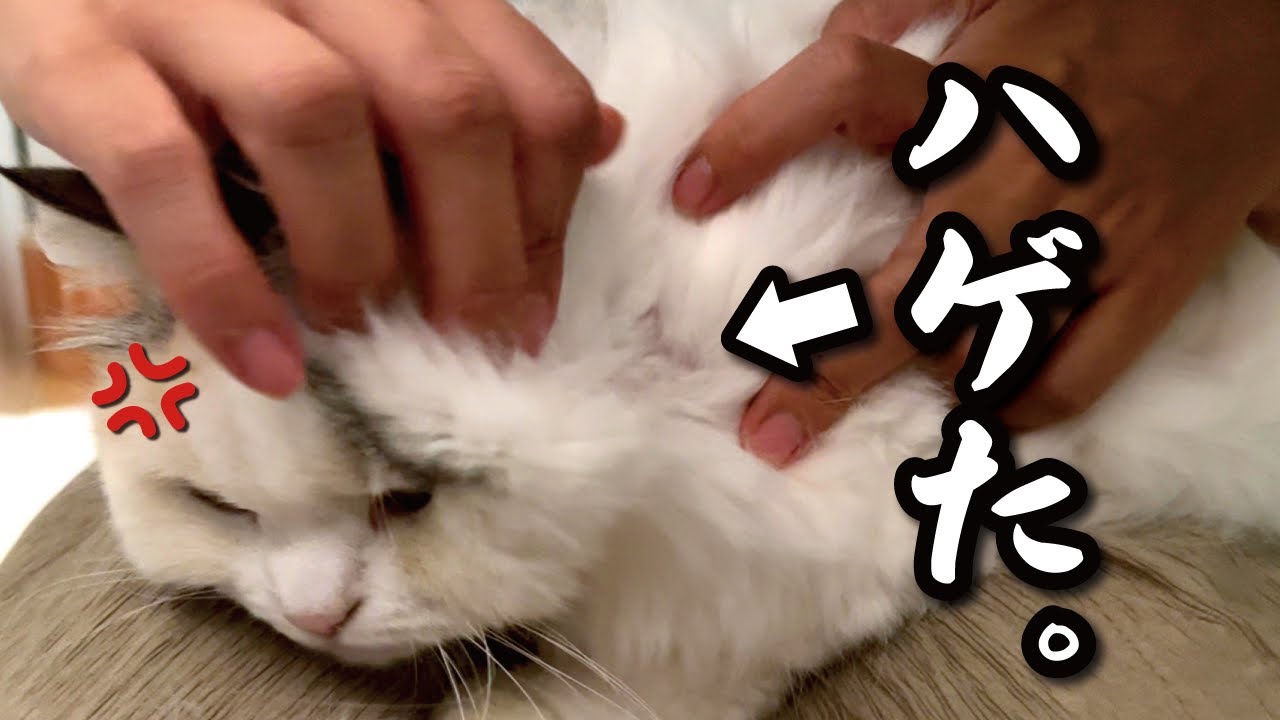 つくしの首にとんでもないものが出来てました