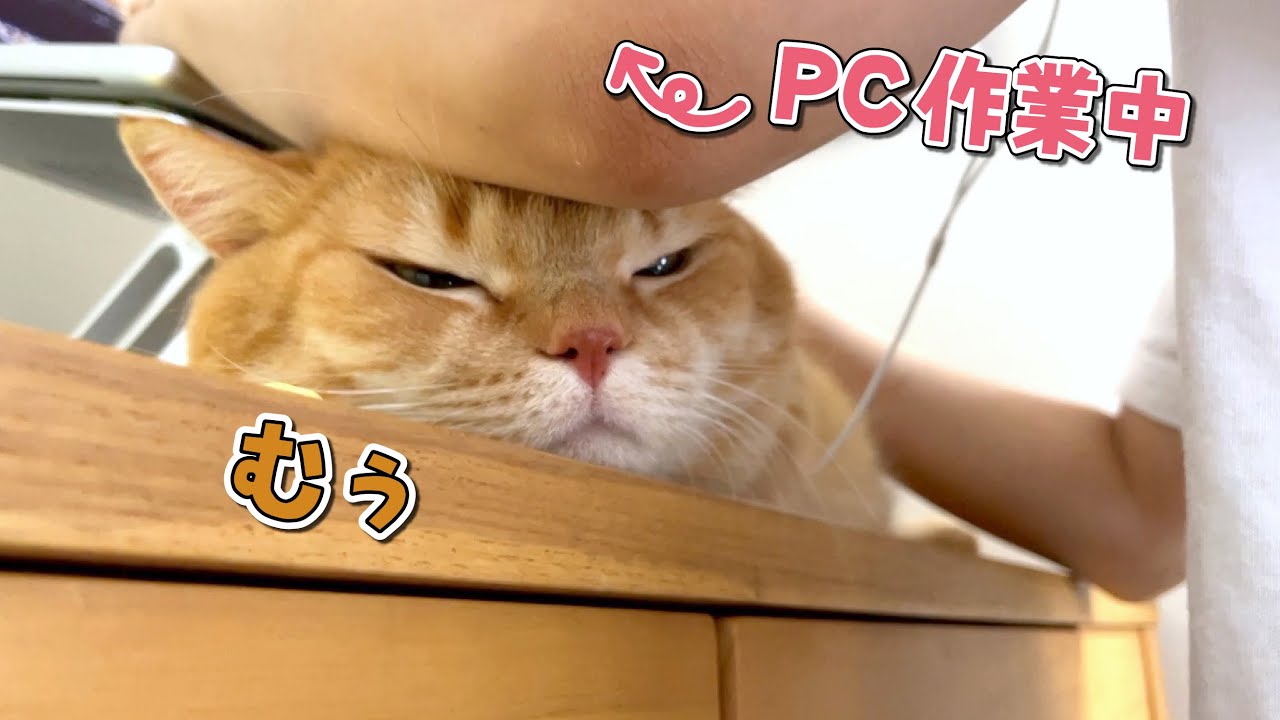 頭に肘を置かれてもご機嫌な甘えん坊猫が可愛すぎる！