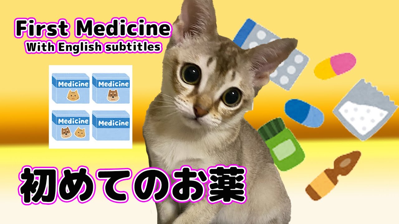 【シンガプーラ】初めて害虫予防薬を自宅で投与した4ヶ月のセラ社長が可愛い！I took preventive medicine for the first time.#kitten #cat