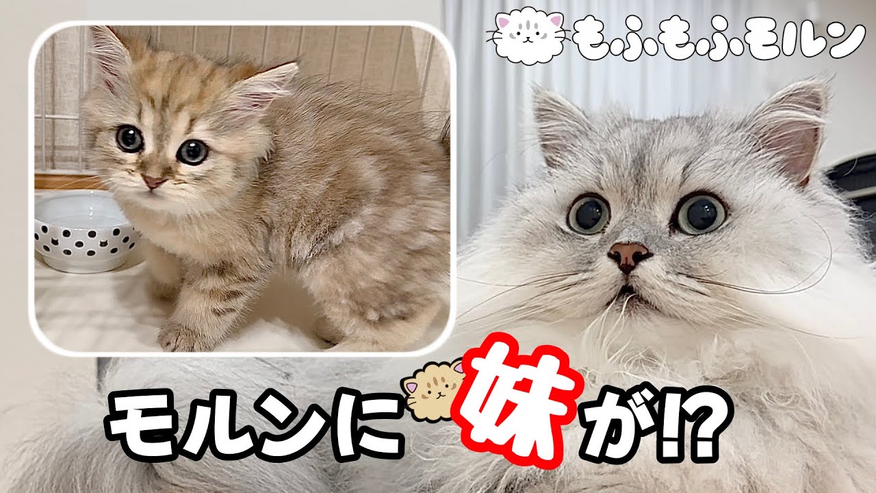 もふもふ猫の元に子猫がやってきました！ 【サイベリアン】
