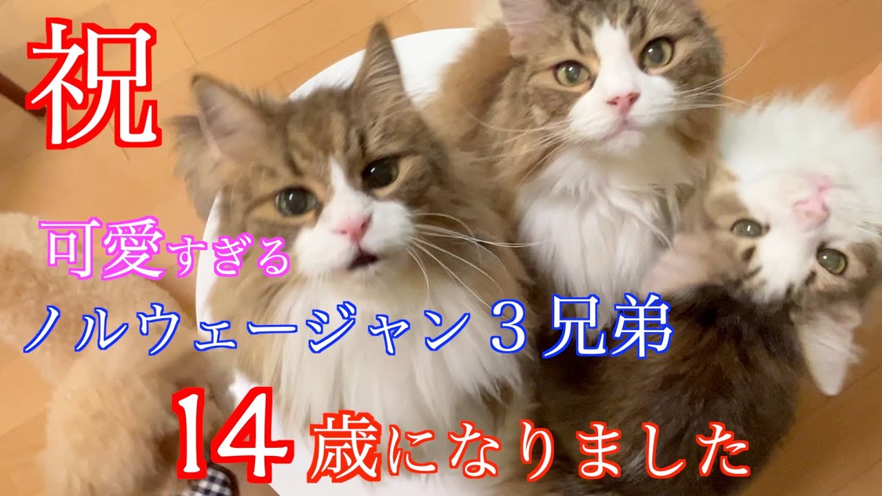 祝☆14歳☆可愛すぎる３兄弟（爆）ノルウェージャンフォレストキャット