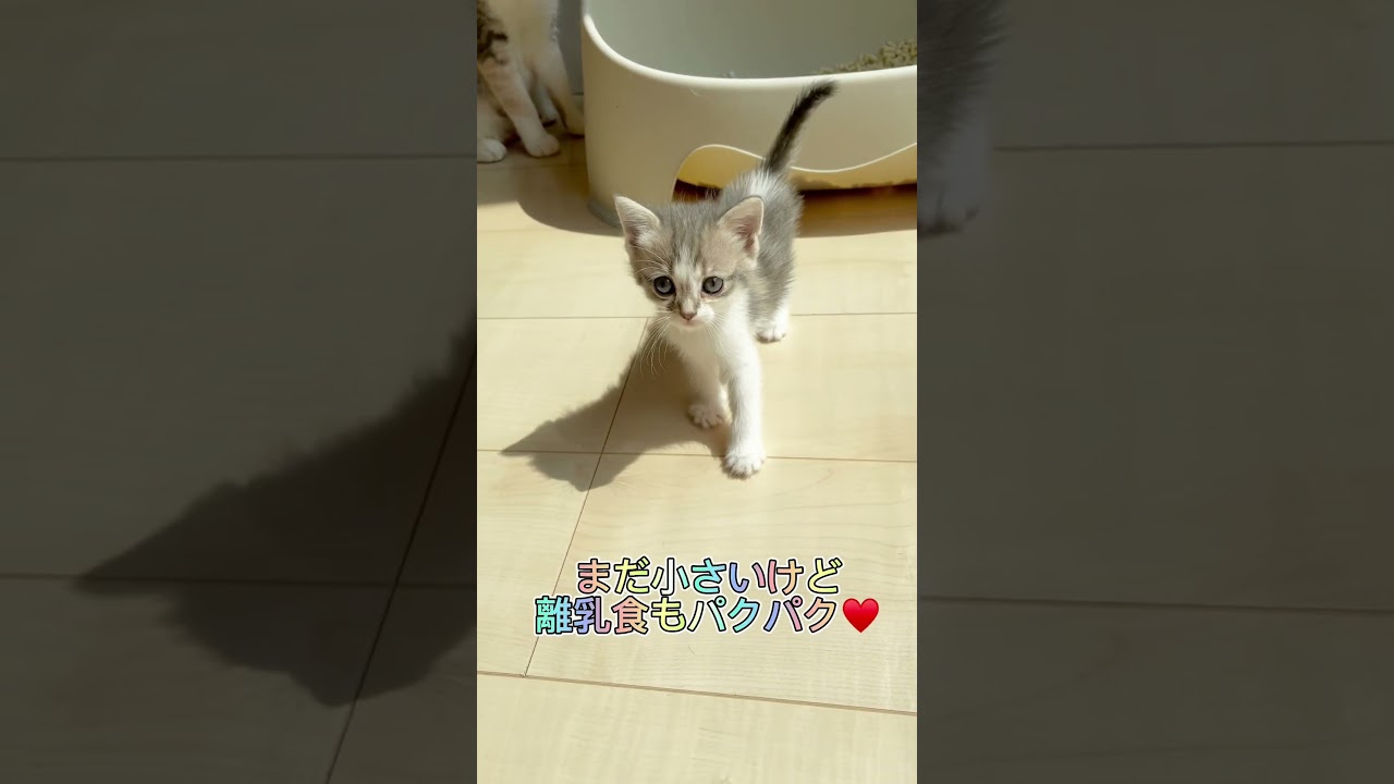 マンチカン女の子🩷 【お問合せ詳細は説明欄に記載あります】 #スクーカム #ブリーダー直販 #マンチカン #ミヌエット #ラパーマ #子猫 #子猫販売 #猫 #猫のいる暮らし #猫動画