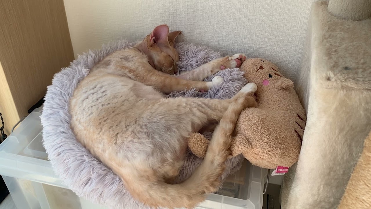 気持ち良さそうにお昼寝中のデボンレックス猫です(Devon Rex cat taking a nap comfortably)