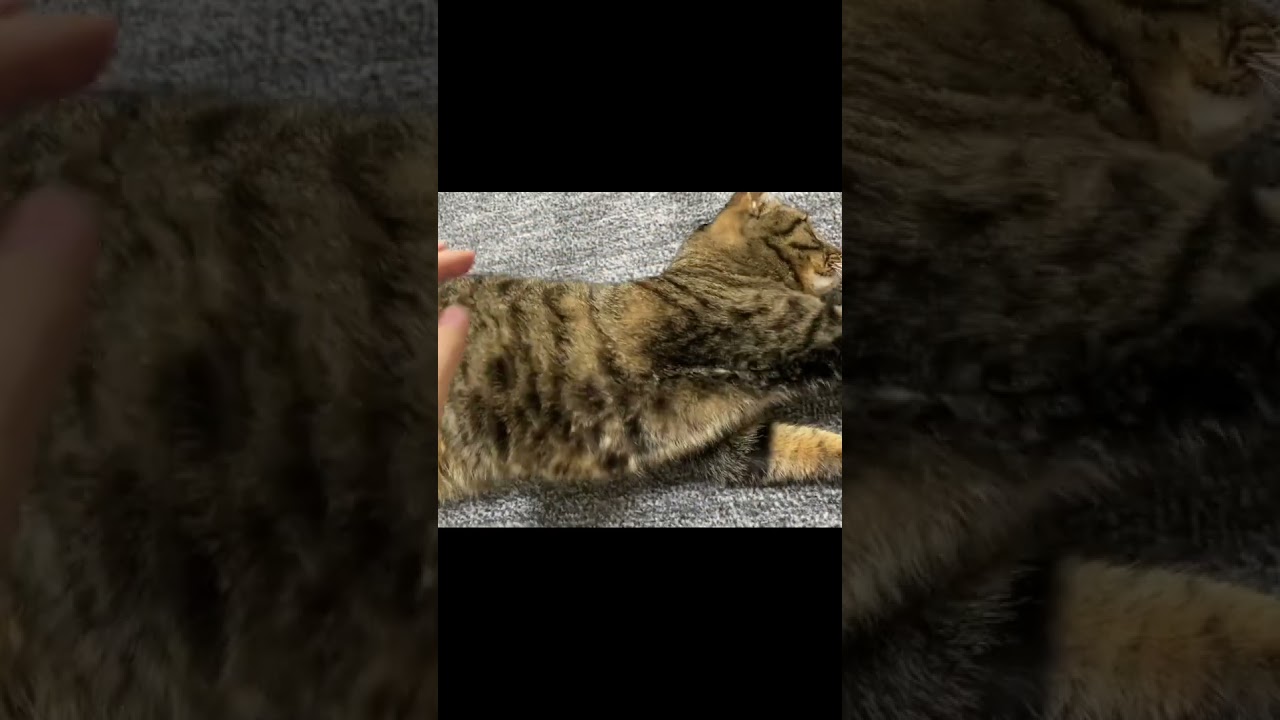 リラックス中の凶暴猫を触った結果... #猫