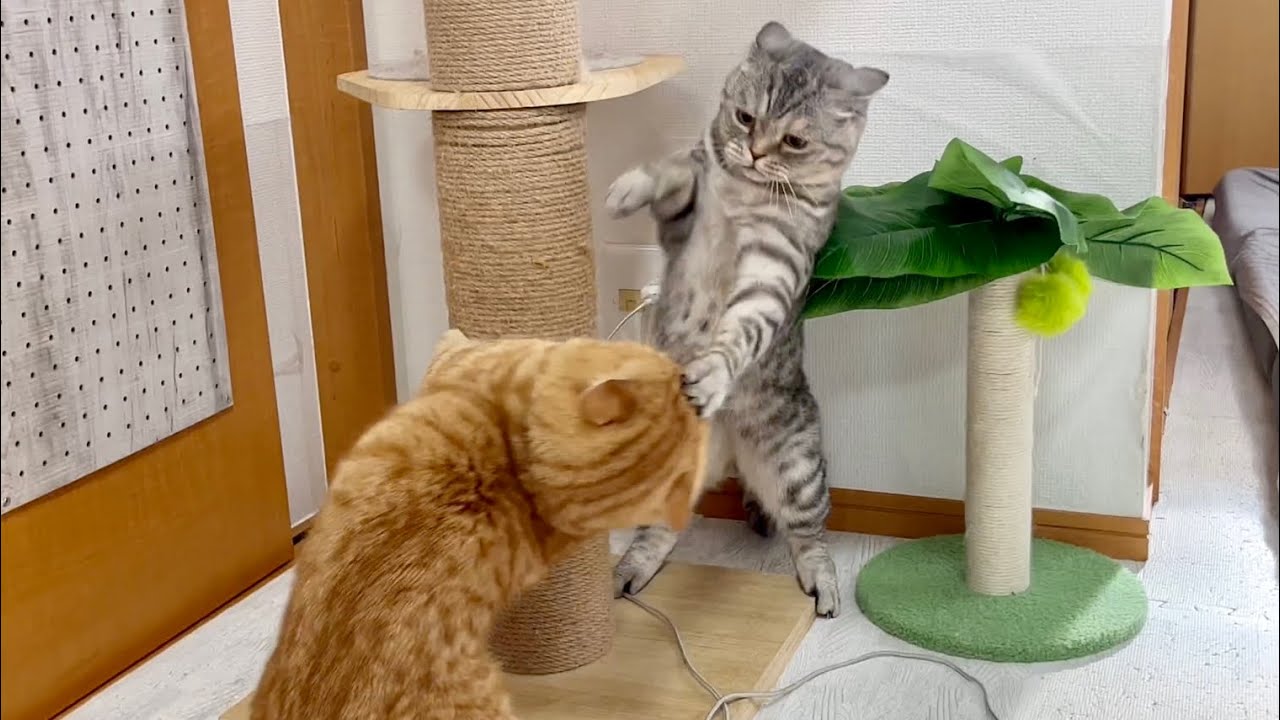 ポッポママvs茶々パパの運動会対決！審判はレオくん🐕 #猫 #マンチカン