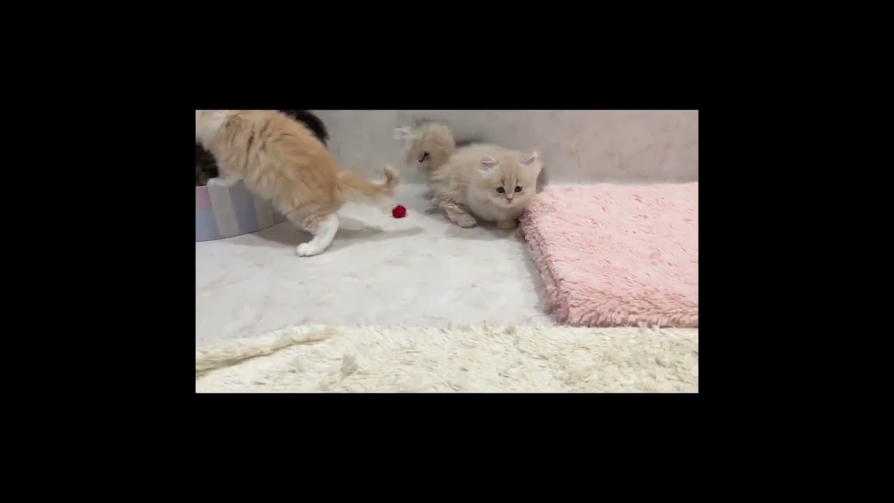 【子猫ルームの日常】マンチ立ちでカメラに興味津々なマンチカン子猫