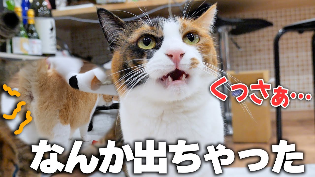 猫のお尻を叩いてたら”臭い何か”が出てきてしまったようです…