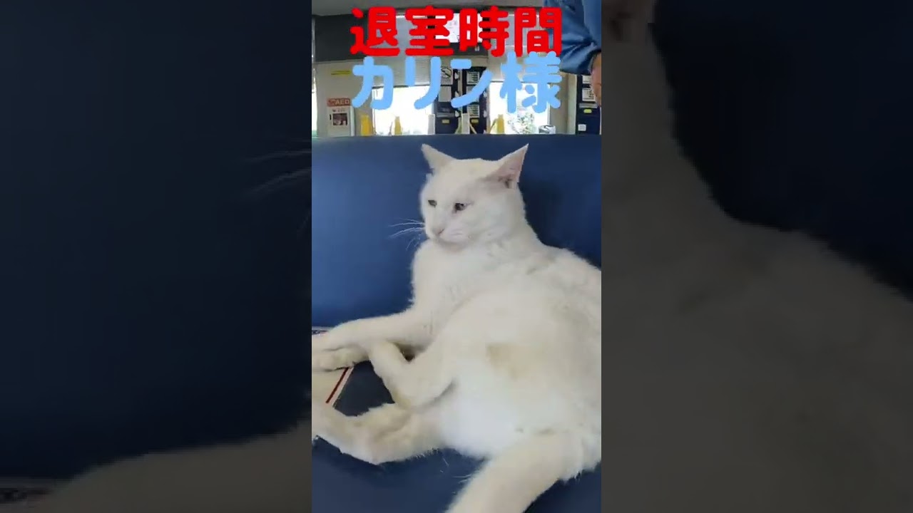 港のボス猫カリン様‼️退室時間になりましたよ Ferocious cat #shorts