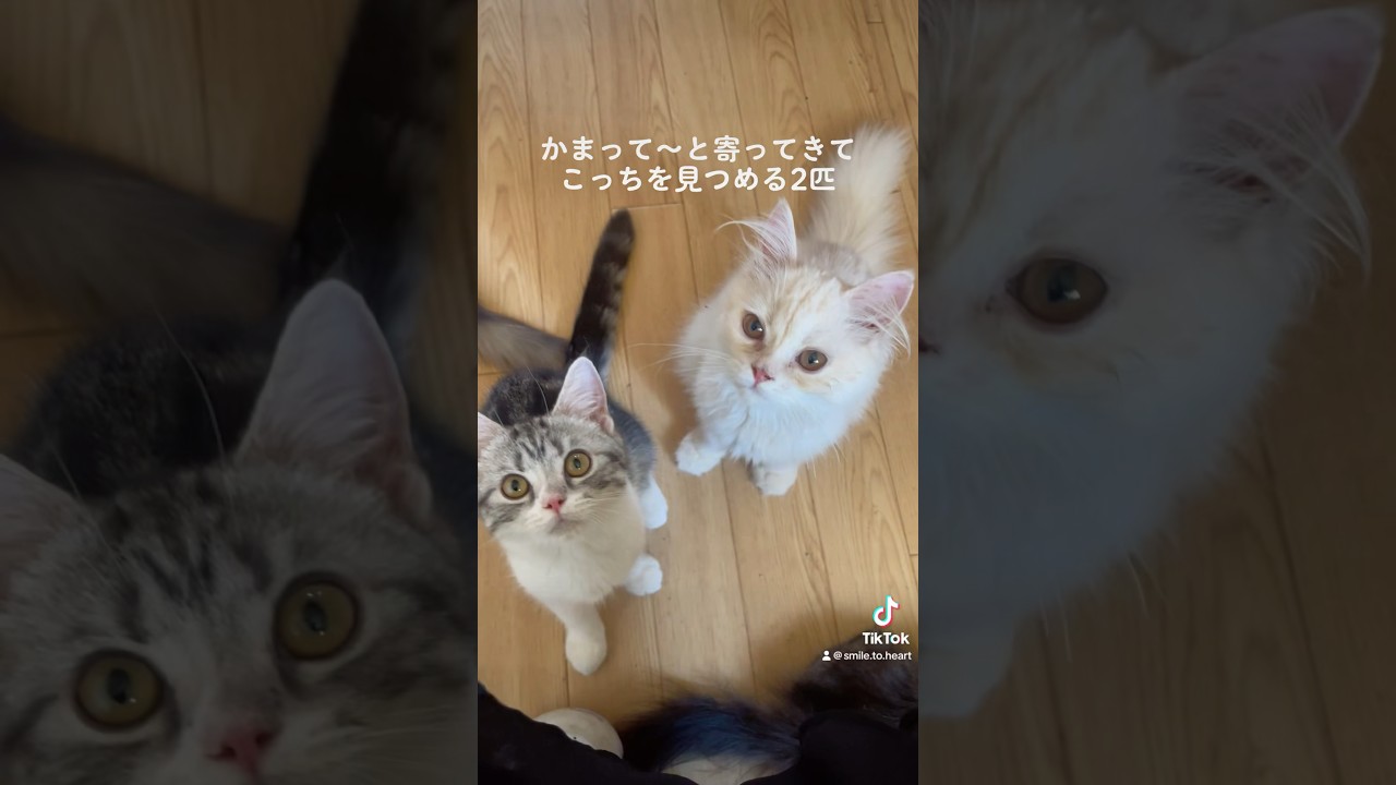 今日も今日とて子猫部屋🐱🐱🐱
