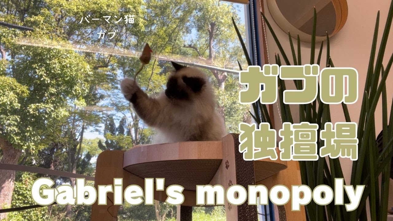 バーマン猫ガブとラフ【ガブの独擅場】Gabriel's monopoly（バーマン猫）Birman/Cat