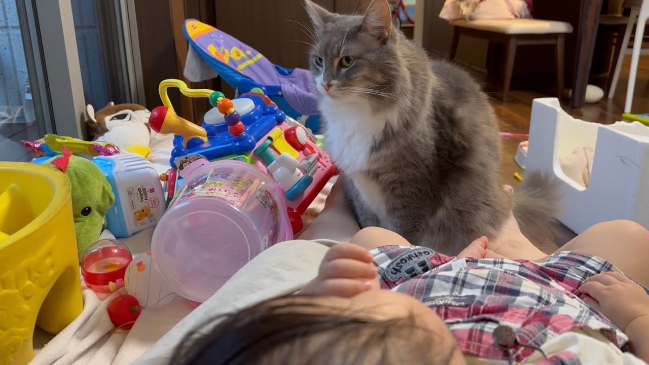 幼児とケンカしてもすぐに仲直りしていた猫　ノルウェージャンフォレストキャットA cat that can quickly make up after a fight.