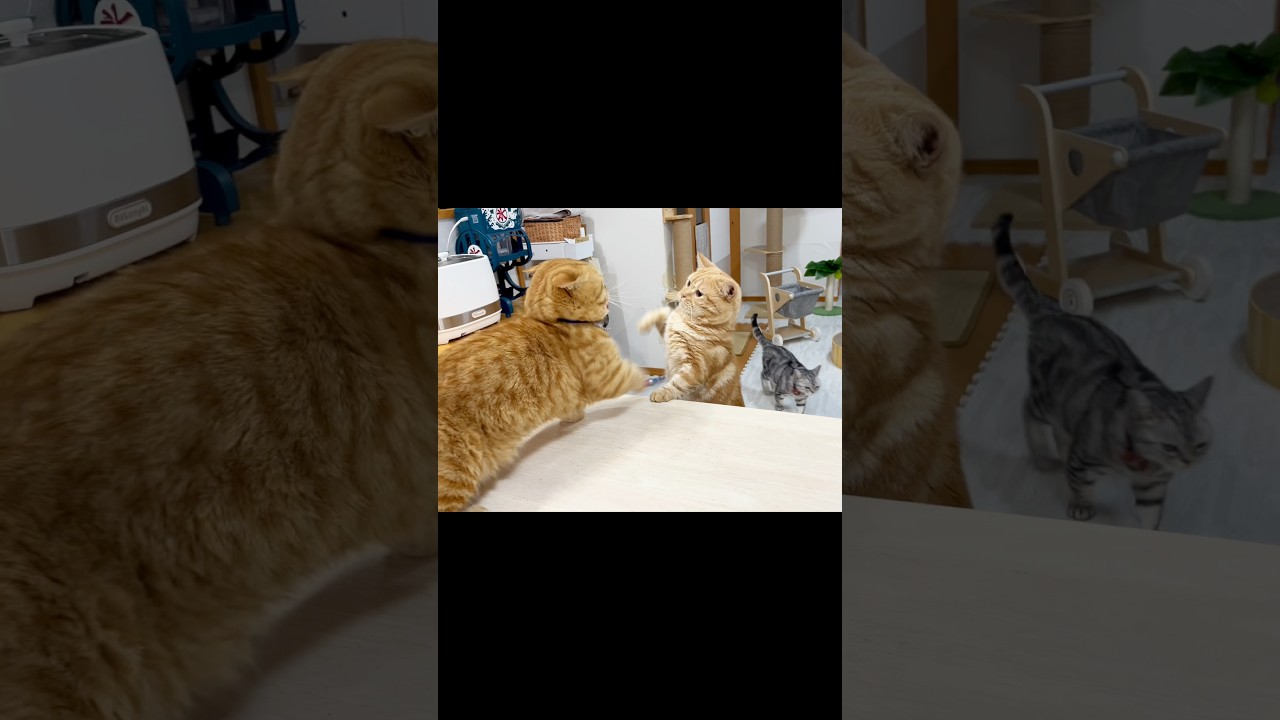 マンチカンのパンチはスローモーションでも当たらない #猫 #マンチカン #shorts