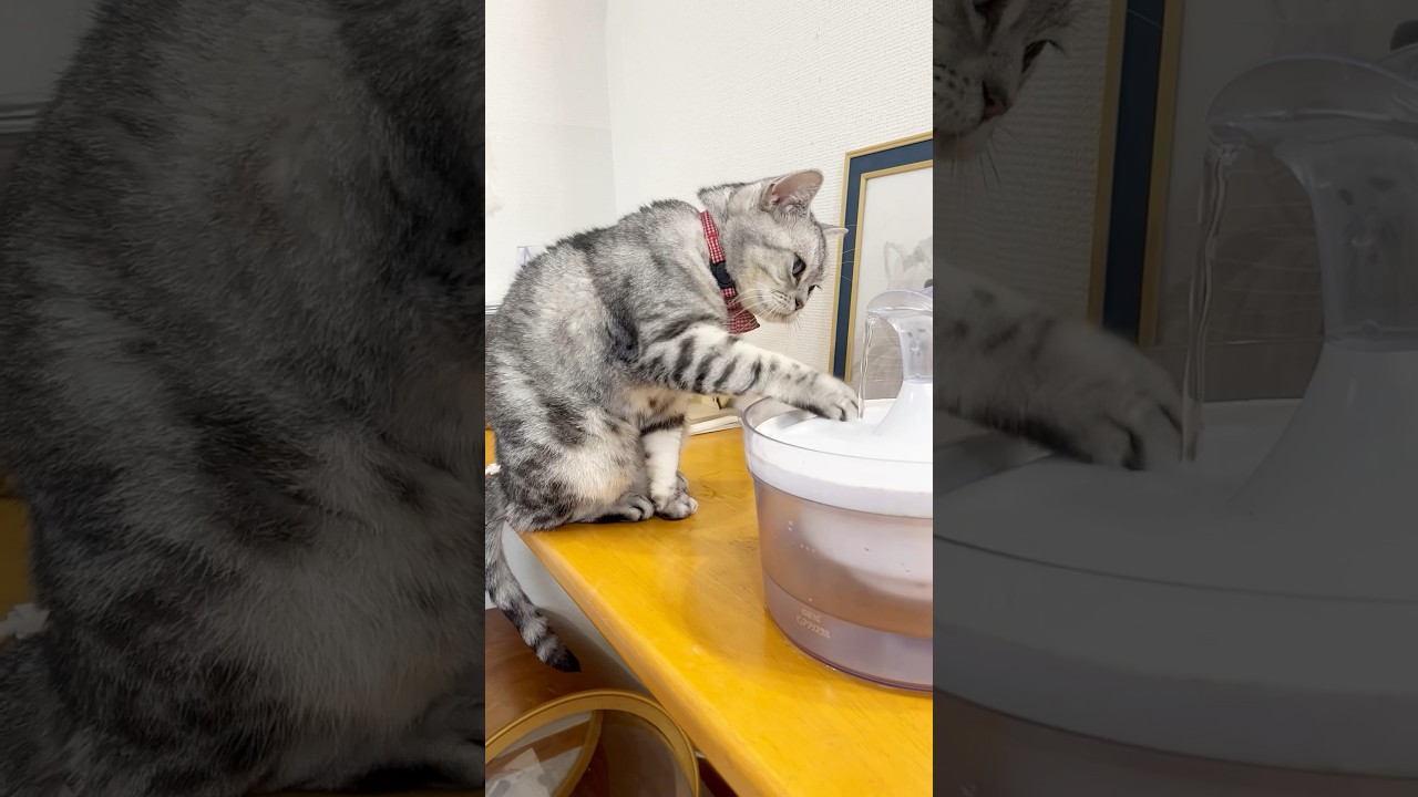 しみじみ飲む猫 #猫 #アメリカンショートヘア #shorts