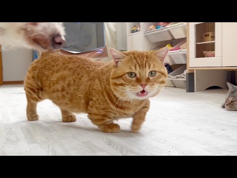 鳴きながら甘えにきたぽちゃくん #猫 #マンチカン