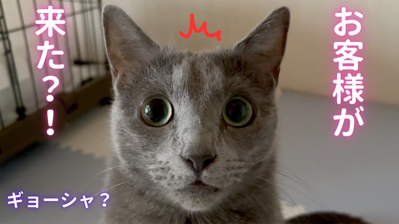 初の来客にそらちゃんの反応は？！（ロシアンブルー）