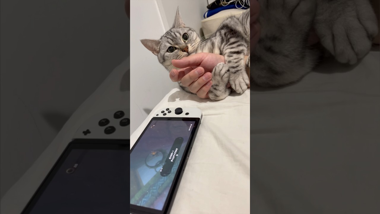 【猫動画】猫のせいでゲームの難易度が高い件...笑 #shorts
