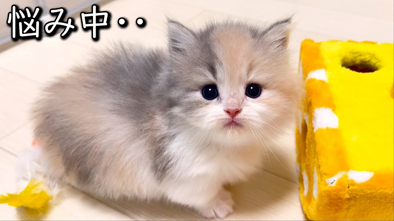 【マンチカンの子猫】子猫達をどうしようか迷い中な件 ∼猫のいる生活Vol.800~ 出産動画 マンチカン短足・ミヌエット・ペルシャ猫専門ブリーダー『ペット蔵人』【子猫の成長記録】