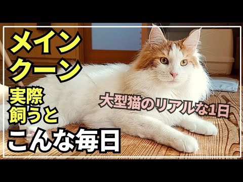 実際に大型猫メインクーンを飼うとこんな1日が待っています。