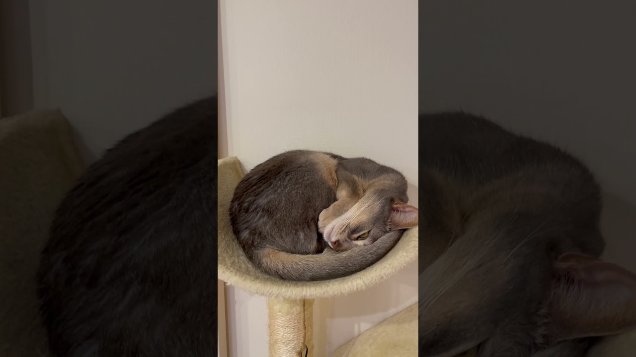 色んな場所で寝る猫の末路 #shorts #猫 #アビシニアン