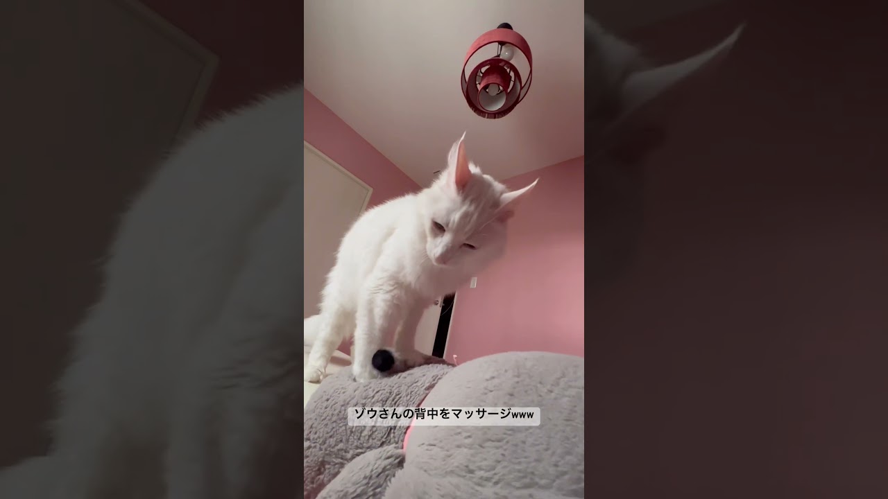 ふみふみターキッシュアンゴラ♡ #cat #ターキッシュアンゴラ #猫 #shorts