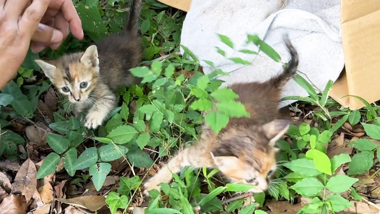 捨て子猫…！雑に置かれたダンボールのそばで子猫2匹を発見しました。