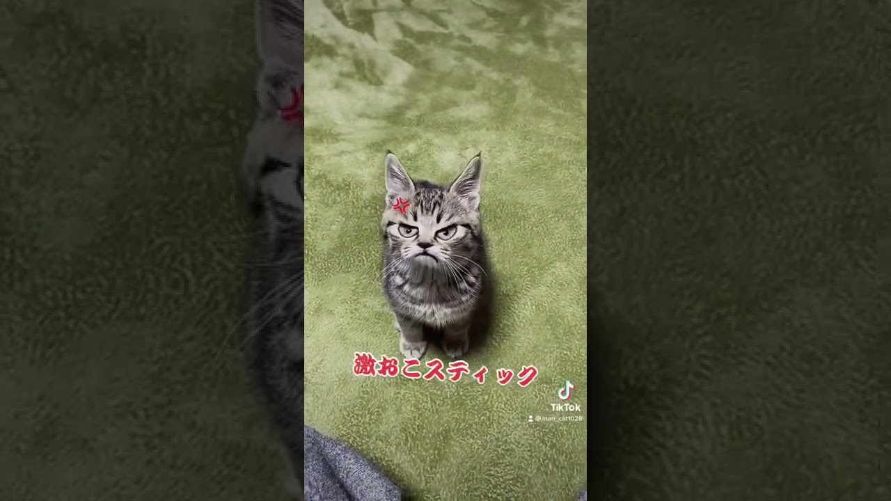 【TikTokで360万再生】怒ってる可愛い子猫