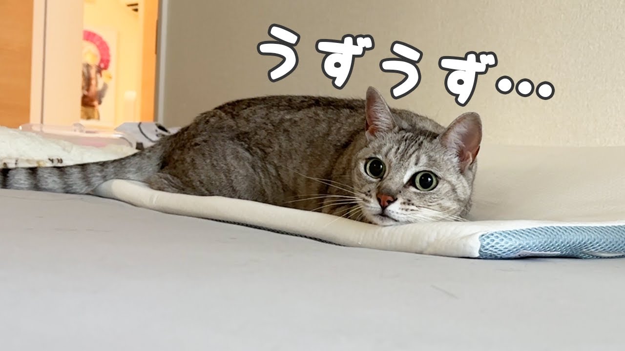 子猫が来て荒ぶりだした先住猫たちｗ