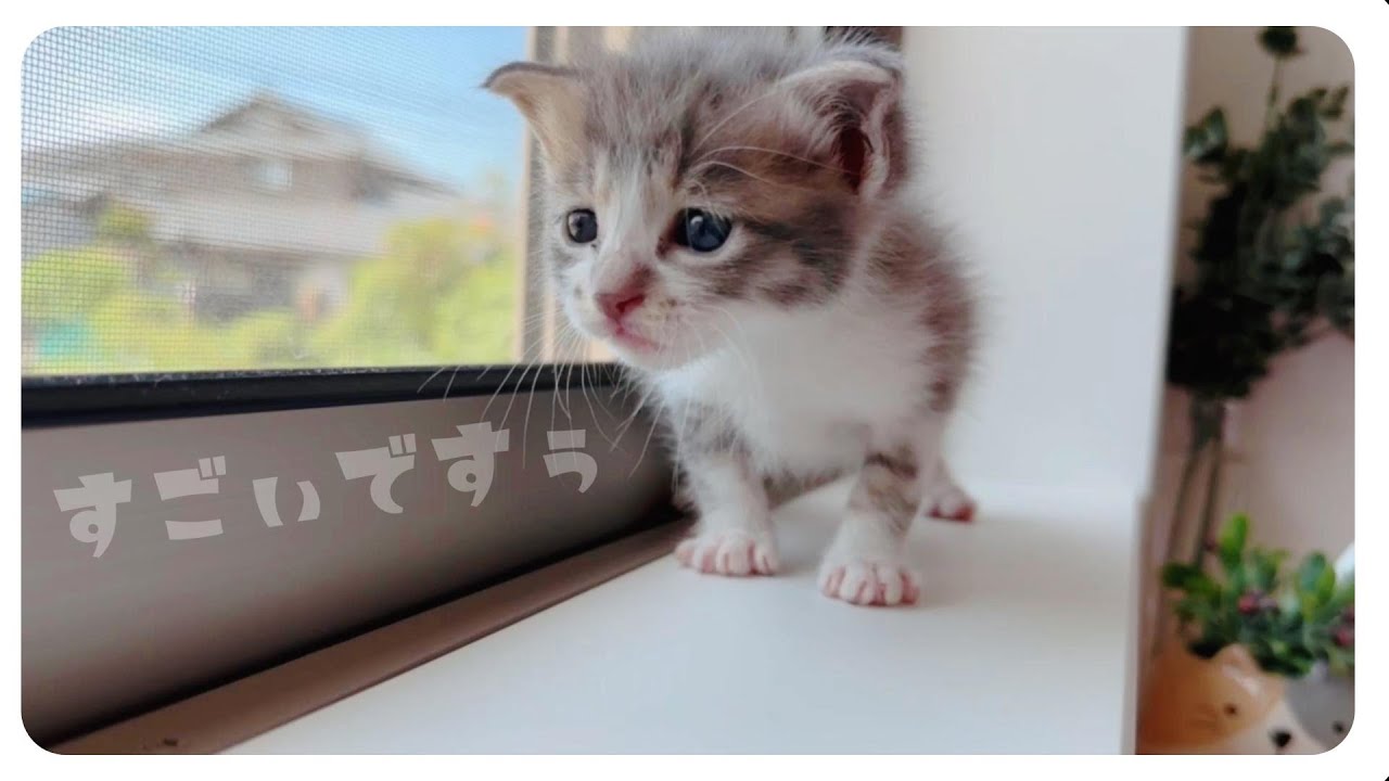 【子猫のミルボラ】ミルクを飲んだ後、放心状態で身をまかせ過ぎな子猫がこちらです【保護猫生活8日目】