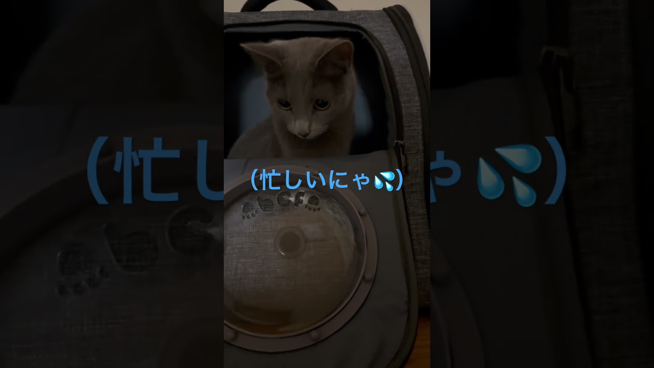 大忙し💦受付嬢そらちゃん💛（ロシアンブルー）#shorts