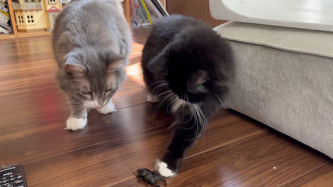 オオクワガタにはいつもより慎重にちょんちょんする猫　ラガマフィン　A cat carefully touching a stag beetle