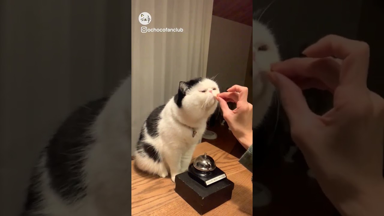 夢のようなベル！エキゾチックショートヘアのおちょこくん！Dreamy bell🐈 #猫王国 #エキゾチックショートヘア #猫のいる暮らし #cat