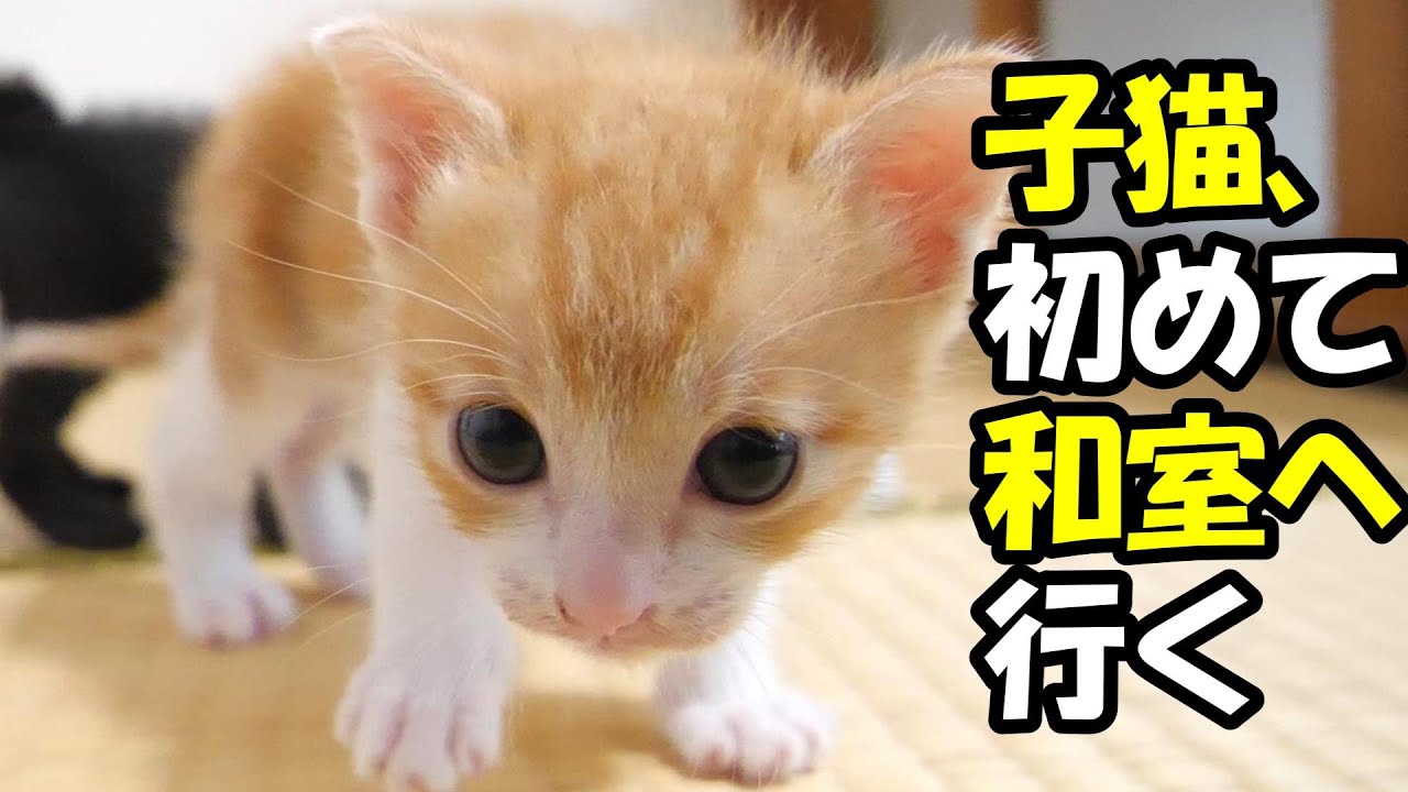 初めてのお部屋に大興奮する子猫たち【赤ちゃん猫　保護猫】