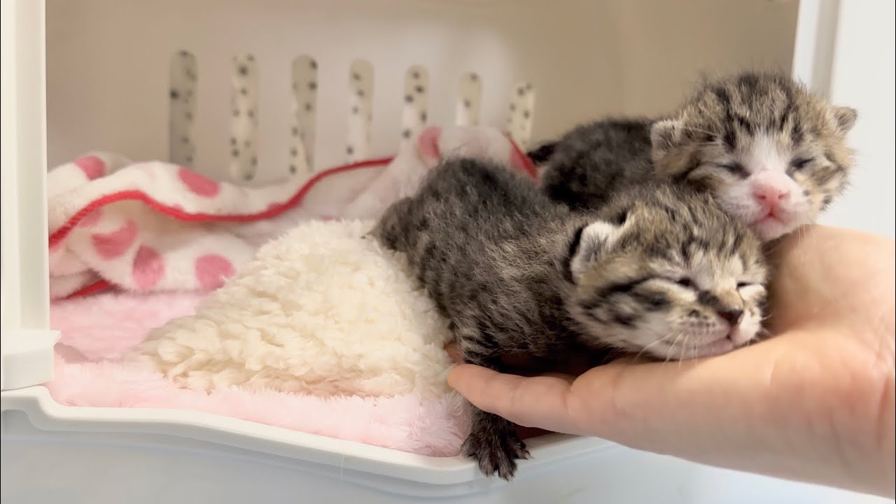 生後10日 朝の挨拶に来てくれる目が開きかけの赤ちゃん猫【山菜兄妹#9】Baby cat whose eyes are about to open. 子猫
