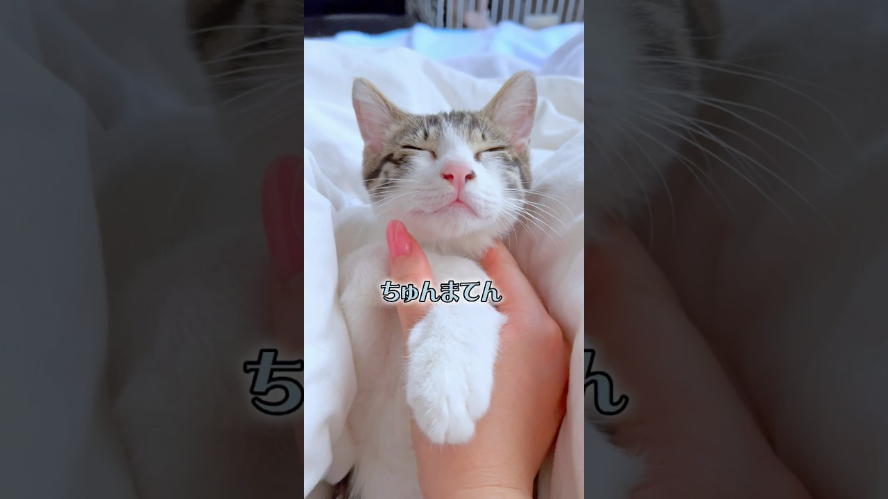 子猫が家族になると朝の目覚めがこうなります…【保護猫】