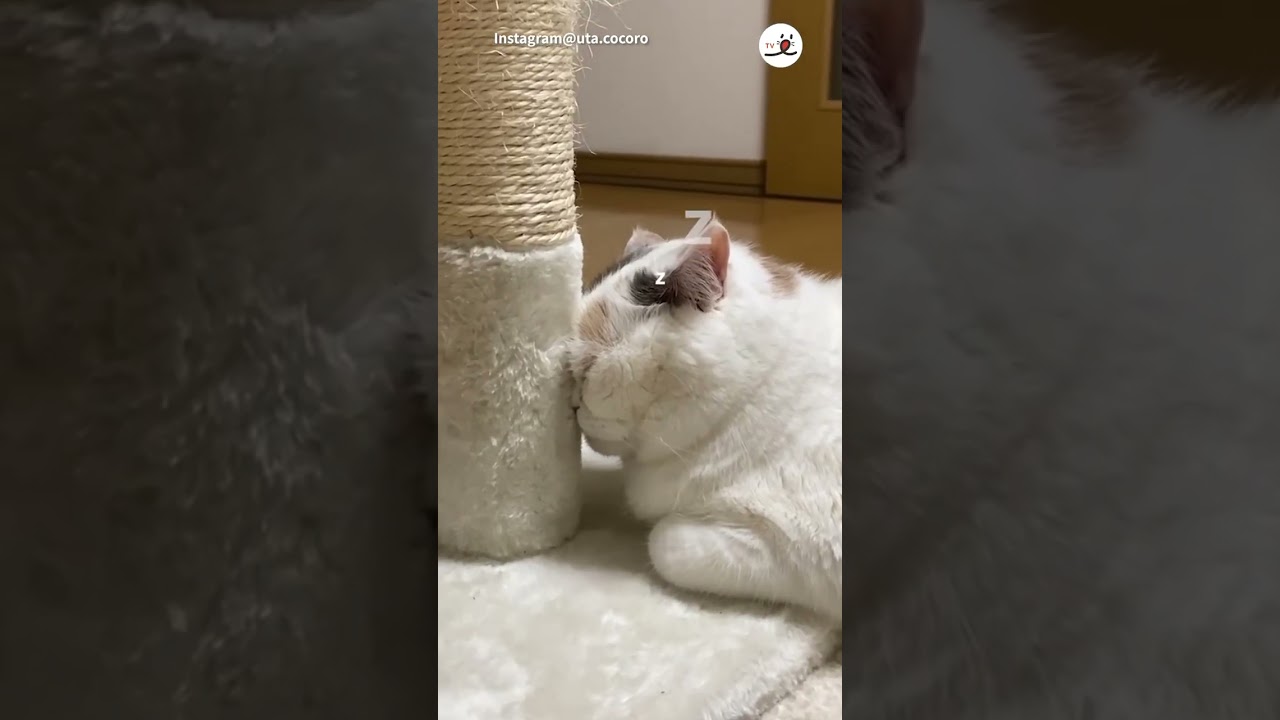 突っ伏し寝するニャンコさん｜PECO #スコティッシュフォールド  #scottishfold#猫 #猫動画 #猫のいる暮らし #cat #catlover #catvideos