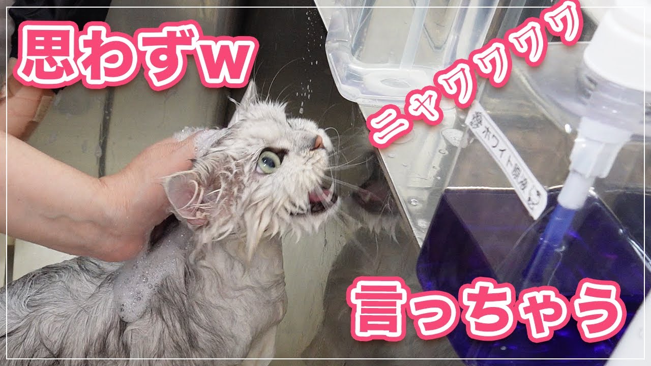 【ぴのちゃん】小さい毛玉がたくさん！お風呂で思わずニャワワワワと言ってしまうｗ【ラガマフィン】