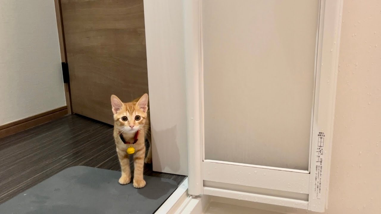 【保護猫】飼い主の事が心配で仕方ない子猫の行動がこちらです