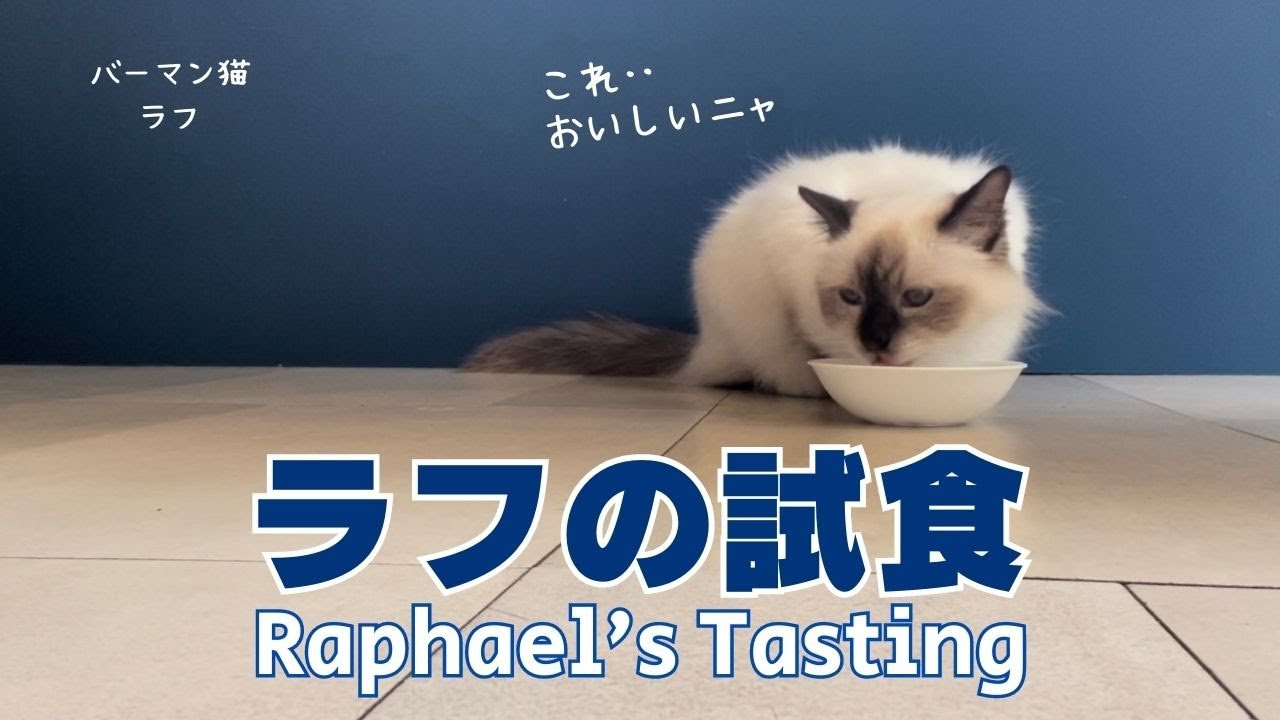 バーマン猫ラフ【ラフの試食】Raphael's Tasting（バーマン猫）Birman/Cat