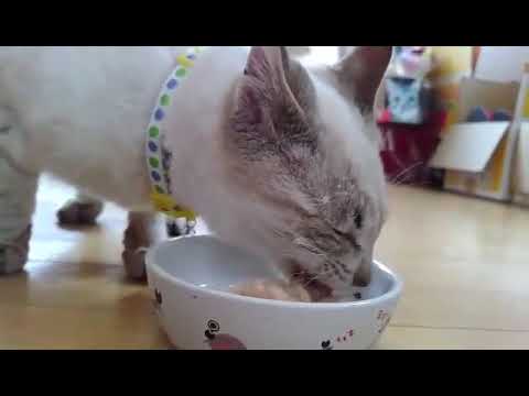 【かわいいシャムトラミックス猫】保護したばかりのコトラｗｗｗ