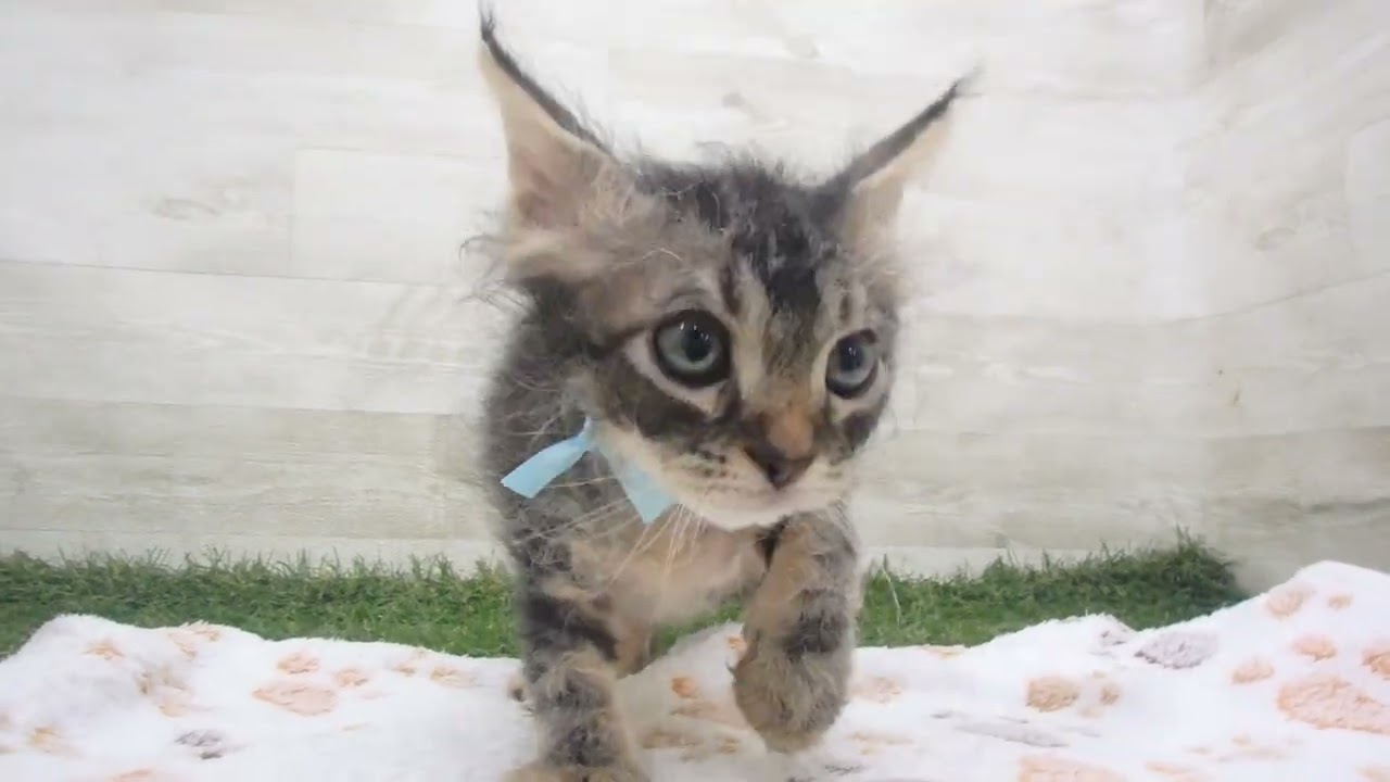 Coo&RIKU　No00648090 セルカークレックス