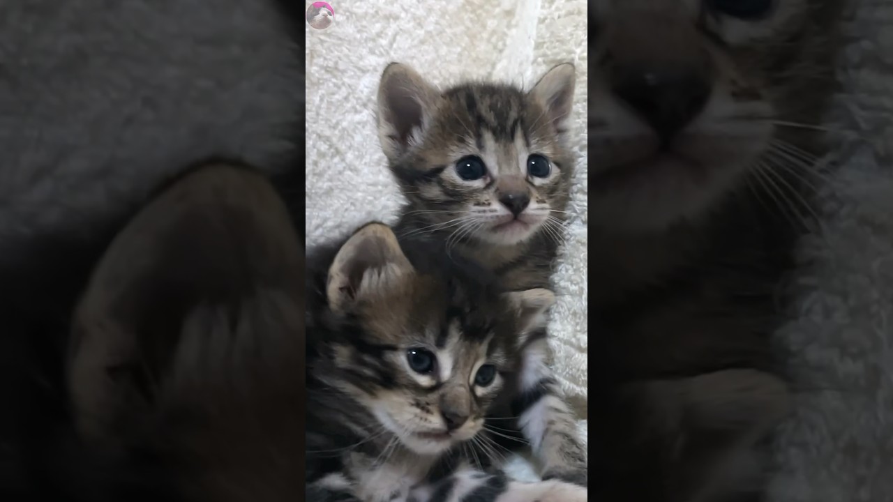 Wake Up! 😺 Cute Kittens Cuddle Up for Maximum Cuteness 🐾💤 #shorts