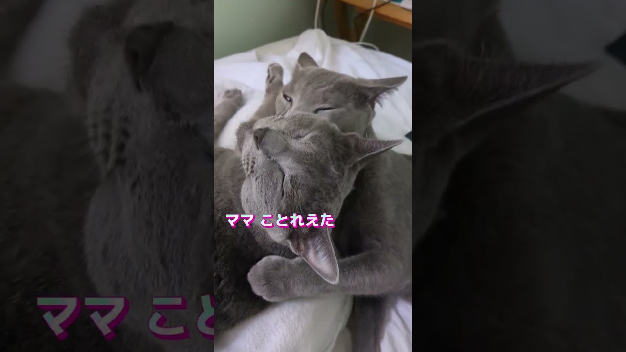 猫だんごが出来るまで💗🐈‍⬛🐈‍⬛🐈‍⬛#ロシアンブルー #russianblue  #多頭飼い