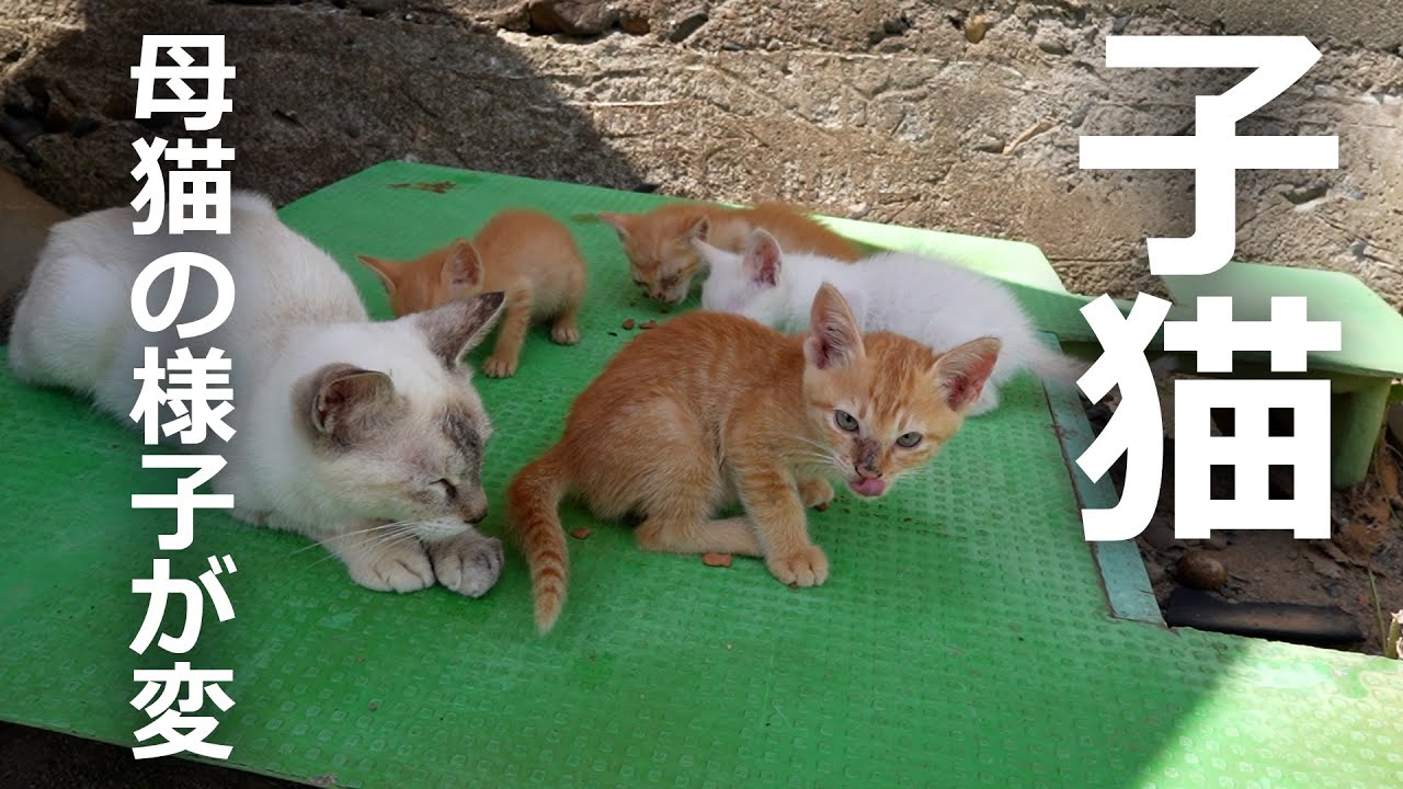 子猫がエサを食べているとやってきたサビ猫が・・・